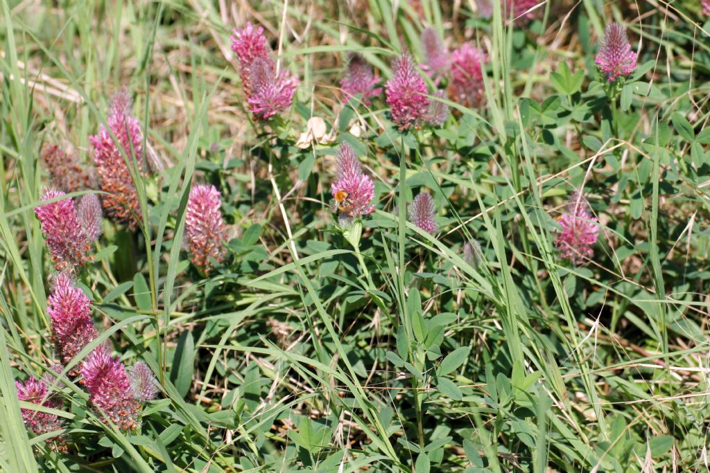 Trifolium rubens